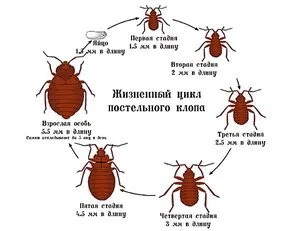 bug-uri In - aspectul lor, metode de a face cu insecte, spre deosebire de căpușe