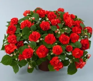 Impatiens градина расте от семена