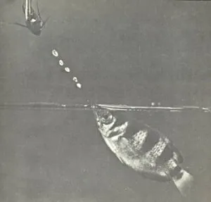 Arseniy Knyazkov - fish világ