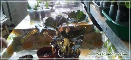 Begonia (foto) - plantare și îngrijire în grădina de flori, site-ul de grădină, cabana și plante de apartament