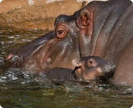 Hippo sa născut în fața a sute de spectatori
