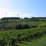 Beaujolais - Burgundia borvidékén, Franciaország bor Beaujolais