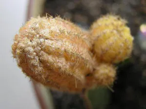 Betegségek és kártevők Cactus Epiphyllum és kezelésük
