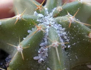Betegségek és kártevők Cactus Epiphyllum és kezelésük