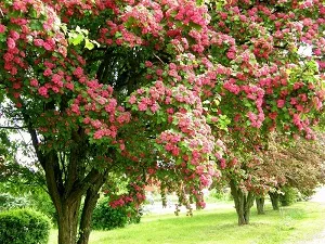 Crataegus laevigata - caracteristici zonă, condiții de creștere