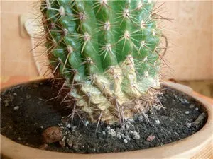 Boli si daunatori Cactus Epiphyllum si tratamentul lor
