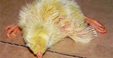 Betegség csirkék így az első hónapban az élet