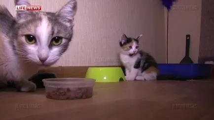 Изоставена котка спаси котенцата си в странен апартамент