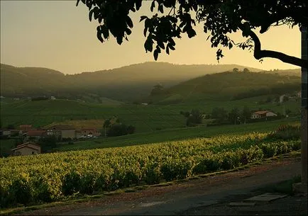 Божоле - винарски район на Бургундия, Франция вино Божоле