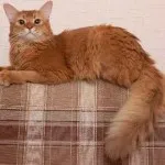 Ceausu цена котка, снимки, описание порода, характер, тегло, размери, къде да се купуват, ревюта, история и