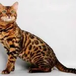 Ceausu macska ár, fotók, fajta leírás, képességgel, súlya, mérete, ahol vásárolni, áttekintésre, történelem és