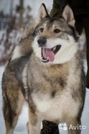 Ce să se hrănească un catelus Corgi, catelusul meu