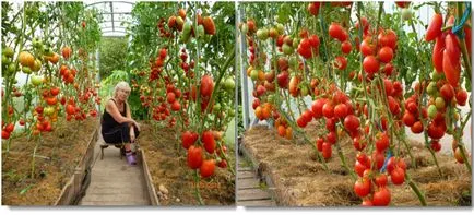 Hogyan táplálja a paradicsom a jó növekedéshez és a nagy termés