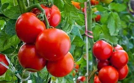 домати в сектора на фуражите плодните по кое време, видове торове, въвеждането на схема, снимка, видео