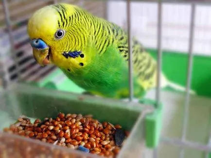 С какво да храним папагалчета у дома - кълнове на живота
