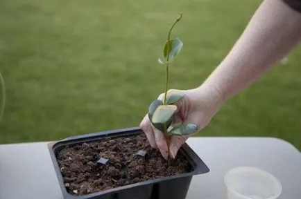 Chubushnik (Jasmine Garden) a táj design fotó, ültetés és gondozás, a fajok és fajták, a kombinált