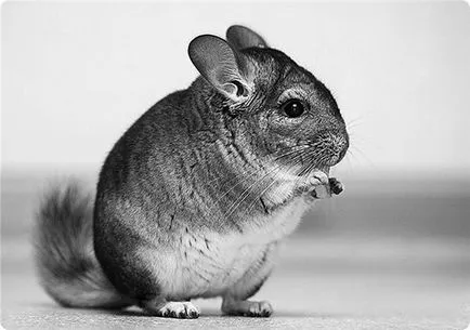 chinchilla Csazhivanie - 5 moduri