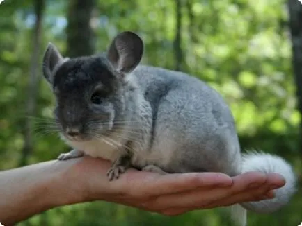 chinchilla Csazhivanie - 5 moduri