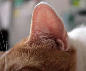 Care sunt urechile de pisici și ce boli sunt asociate cu acestea
