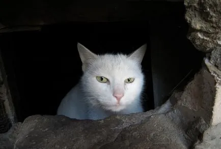 Mi a teendő, ha elveszett macska tippeket, hol kell keresni, hogyan kell írni egy hirdetést, és nem esnek bele a kezében