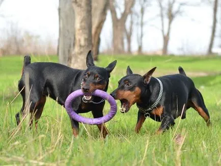 Какво трябва да знаете за арестуването zwergpinscher ушите