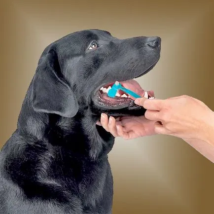 dinți de câine Clean lui