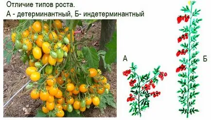 Mi determinált fajtáknál a paradicsom, a határozatlan paradicsomfajta