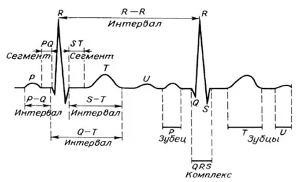 Какво е ЕКГ на един здрав човек