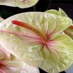 soiuri de flori Anthurium, cultivarea și întreținerea