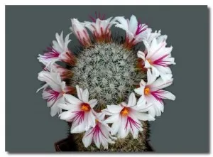 Cactus Flower, съвети Енциклопедия