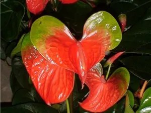 floare Anthurium, de îngrijire, frunze, cum să se uite, toate plantele de interior și flori