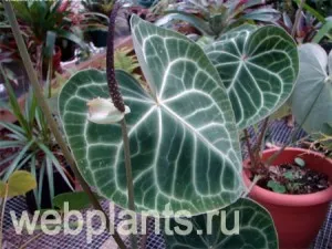 floare Anthurium, de îngrijire, frunze, cum să se uite, toate plantele de interior și flori