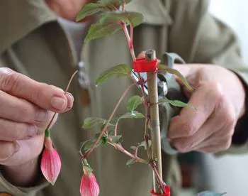 Fuchsia de îngrijire de flori și de propagare