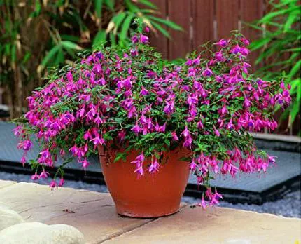 Fuchsia de îngrijire de flori și de propagare