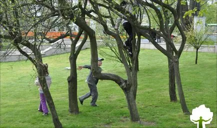 Caracteristici arbori ornamentali