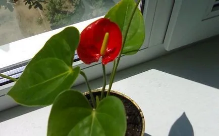 soiuri de flori Anthurium, cultivarea și întreținerea