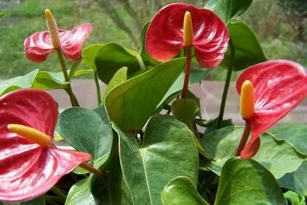 soiuri de flori Anthurium, cultivarea și întreținerea