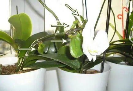 Citokininnel paszta orchideák alkalmazás, fotó és videó