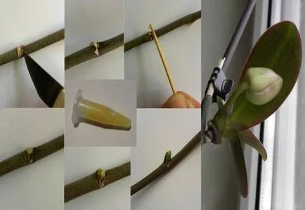 Citokininnel paszta orchideák alkalmazás, fotó és videó