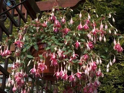 Fuchsia de îngrijire de flori și de propagare