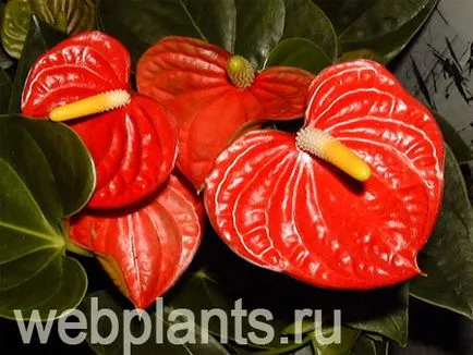 Anthurium цвете, грижи, листа, как да изглеждат, всички стайни растения и цветя