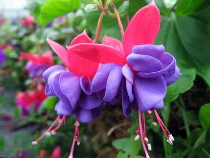 Fuchsia de îngrijire de flori și de propagare