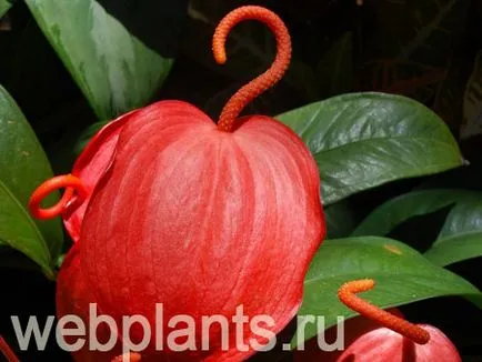 Anthurium цвете, грижи, листа, как да изглеждат, всички стайни растения и цветя