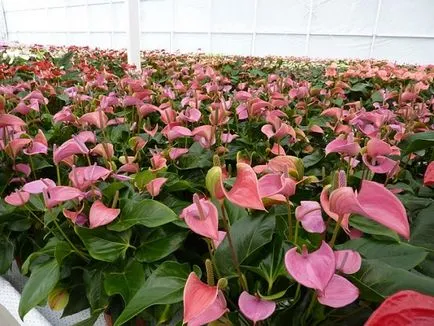 soiuri de flori Anthurium, cultivarea și întreținerea