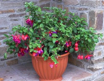 Fuchsia de îngrijire de flori și de propagare