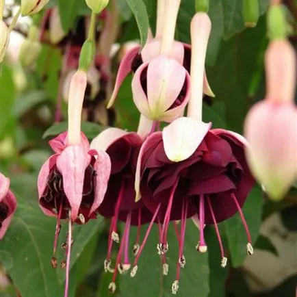 Fuchsia de îngrijire de flori și de propagare