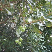 copac nuci de macadamia, cu o fotografie trei sub formă de foi, unde și cum să crească