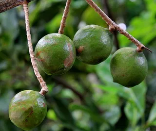 copac nuci de macadamia, cu o fotografie trei sub formă de foi, unde și cum să crească