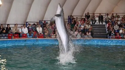 Delfinárium az Exhibition Center - egy hely, ahol láthatjuk a delfinek közel!