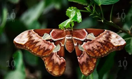Десет от най-красивите пеперуди в света